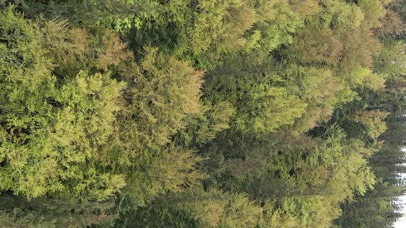 Vertical Video Aerial View of Trees in the Forest