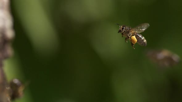 700236 European Honey Bee, apis mellifera, Adult flying with  note full pollen baskets, Slow motion