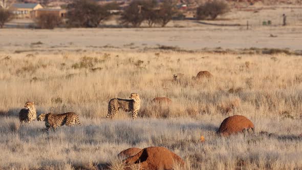 Three adult Cheetahs near African farmhouse on windy golden savanna