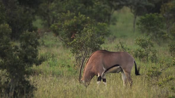 A Fringe- Eared Oryx Eating Fresh Green Grass In Kenya Wildlife - Wide Shot