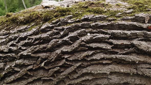 Embossed tree bark texture with green moss and lichen on it. Old tree.