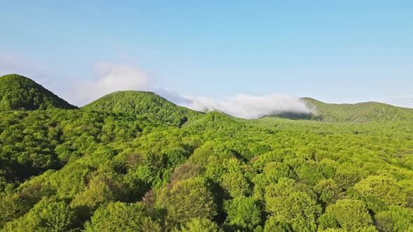 Morning Fog in the Mountains Covered with Green Forest