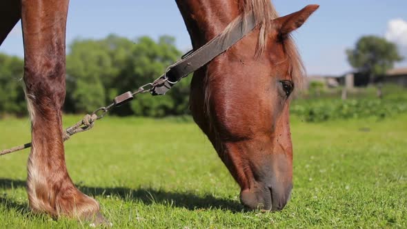 Horse Eating Grass on Green Meadow at Sunny Day