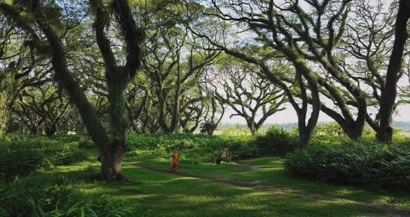 De Djawatan Forest, woman in orange dress walks through lush nature, East Java