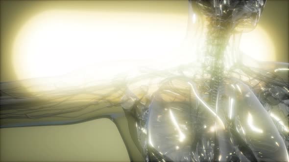 X-Ray Image Of Human Body alt