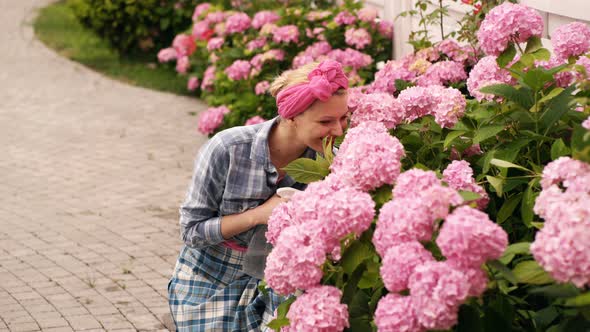 Gardening. Young Woman Is Working in Garden of Bushes Hydrangea. Flowers Are Pink and Blooming