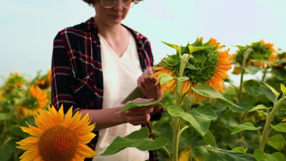 A Woman Farmer Inspects A Plantation Of A Young Sunflower Holds A Tablet Checks The Indicators