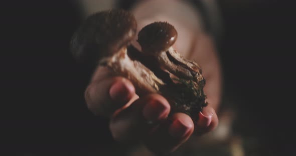 A female hand holding wild mushroom
