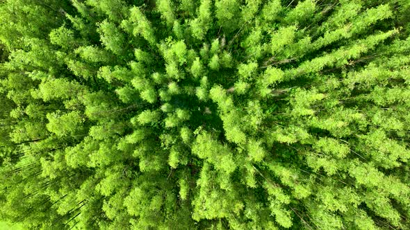 Top down view of eucalyptus forest rotating spinning.