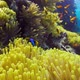 Tropical Fish on Vibrant Coral Reef - VideoHive Item for Sale