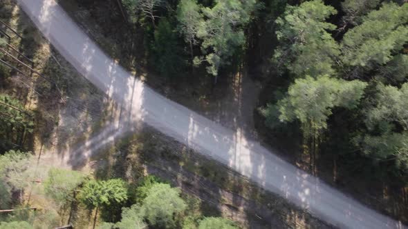 The road through the green forest from above