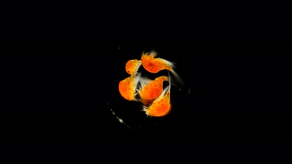 Zooplankton of the Black Sea Under a Microscope. Copepoda Family of Crustaceans From the Order