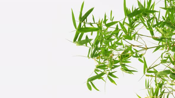 Vertical footage - Tropical green waving bamboo tree branch blowing in wind natural relax background