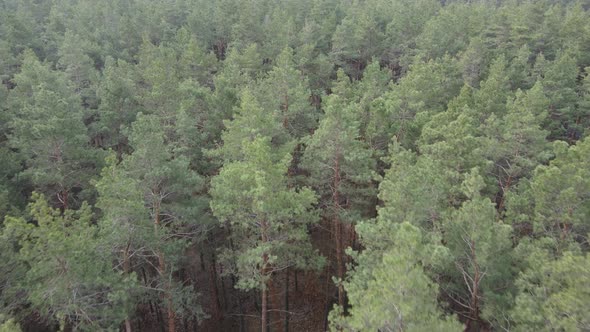 Forest Landscape Aerial View Slow Motion