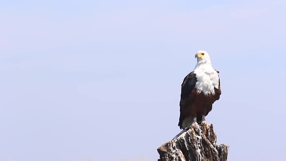 African Fish Eagle perched on stump, feathers ruffled by the breeze