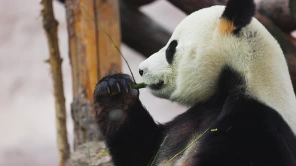 Cute Panda Eating Bamboo Stems