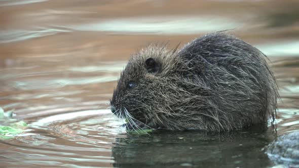 Cute Coypu Nutria (Myocastor coypus) Eating Cabbage Leaves In Zoo Shallow Pond