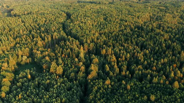 Aerial View Of Green Coniferous Forest