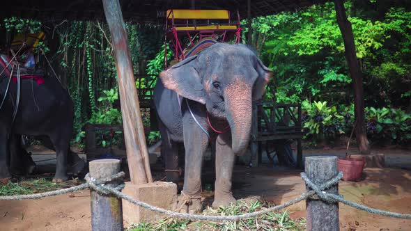 Elephants taking tourists for ride