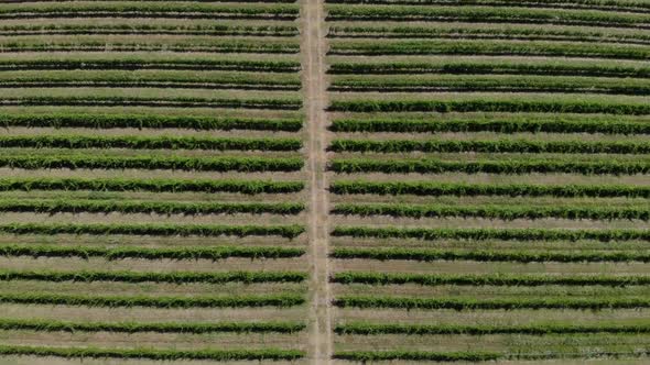 Aerial View of Vineyard. Beautiful Rows and Landscape.