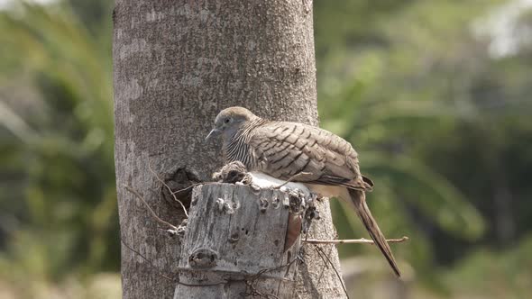 Mother dove and her baby pose in the nest made in the tree.