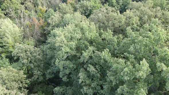 Aerial View of Green Forest in Summer. Ukraine. Slow Motion