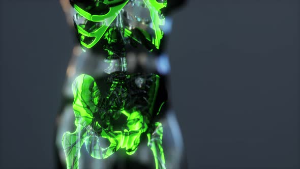 Xray Full Body of Skeleton in Brightness Glow alt