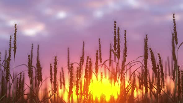 Golden Ears Of Wheat On The Field