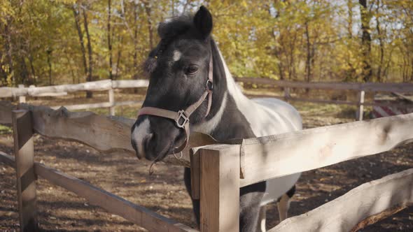 Portrait of a Beautiful Black and White Horse with White Facial Markings Standing in the Corral