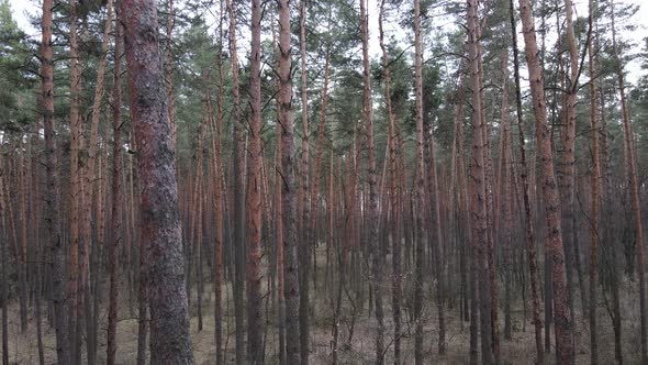 Trees in a Pine Forest During the Day Aerial View