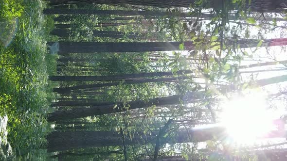 Vertical Video of Forest Landscape in Summer Slow Motion