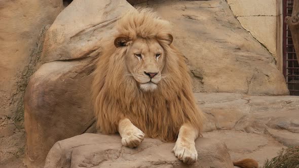 Lion Yawns Lying On A Stone