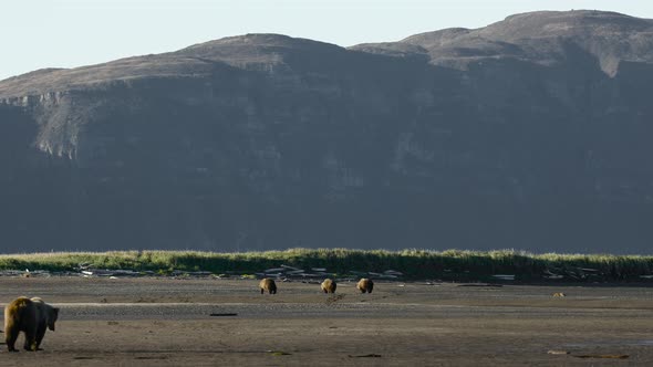 Grizzly Bears Walking Away From Camera With Mountain Background