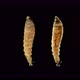 Microscope Stratiomyidae Larva, Order Diptera, Common in Streams and Ponds - VideoHive Item for Sale