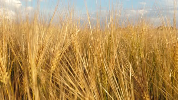 Gold Wheat Field in Summer