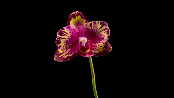 Blooming Yellow - Magenta Orchid Phalaenopsis Flower