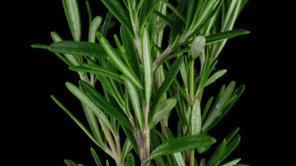 Rosemary. Sprigs of fresh green rosemary on black background, sliding shot. 4K UHD video