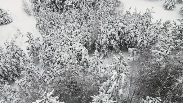 Beautiful Snowy Forest in Cool Winter Weather Aerial View