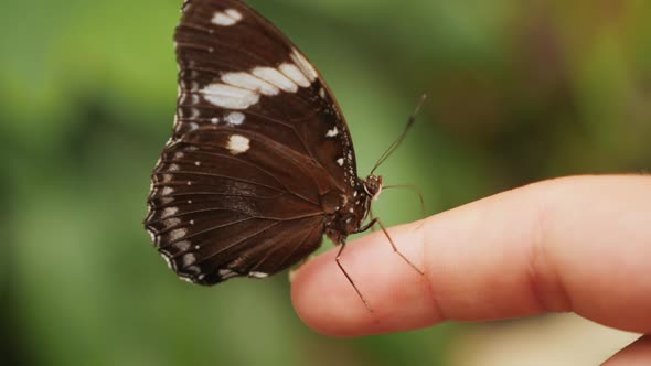 Beautiful Butterfly Sits on a Child's Finger in the Park Closeup