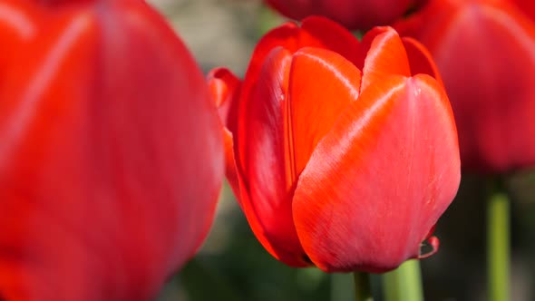Many beautiful red tulip plants in the garden natural 4K 2160p UltraHD slow pan footage - Tulipa flo