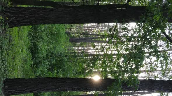 Vertical Video of a Beautiful Green Pine Forest on a Summer Day Slow Motion