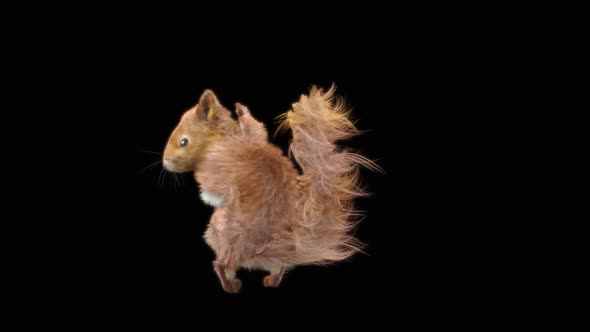 80 Squirrel Samba Dancing HD