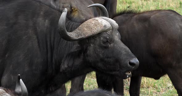 African Buffalo, syncerus caffer, Adult who ruminates, Masai Mara Park in Kenya, Real Time 4K