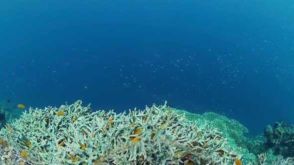 Coral Reef and Tropical Fish. Panglao, Philippines.