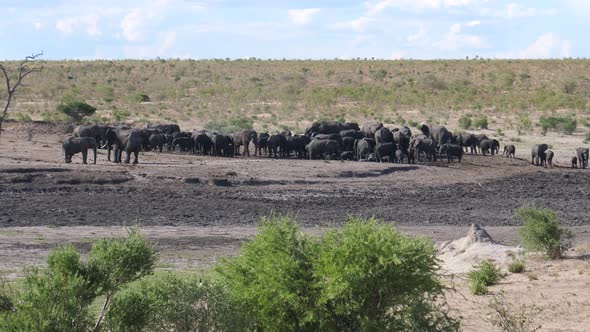 Big herd of African Bush elephants at a waterhole