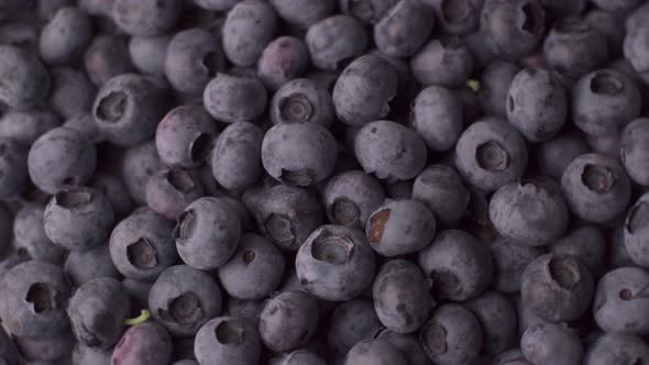 Blueberry Rotating Background. Lot of Ripe Blueberries Close Up. Organic and Healthy Food.