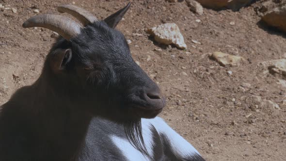 Cute goat with horns and beard relaxing outdoors in sunlight on stony ground - close up