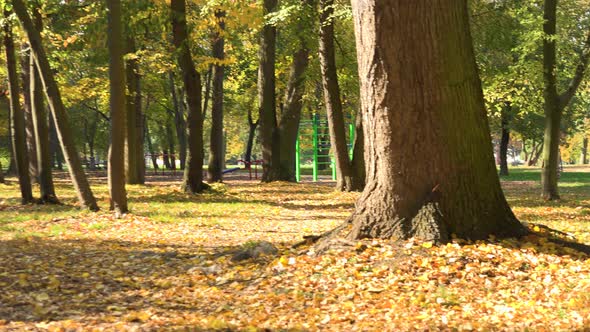 A Beautiful Park on a Sunny Day During Fall - Slider