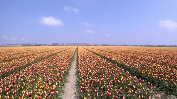 Moving timelapse of a field with tulips in Holland.