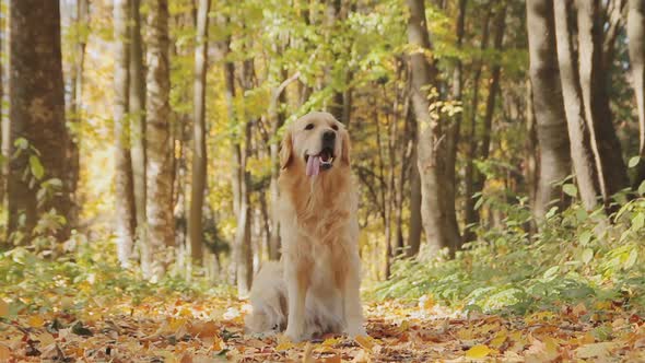 Dog Sitting On The Leaves